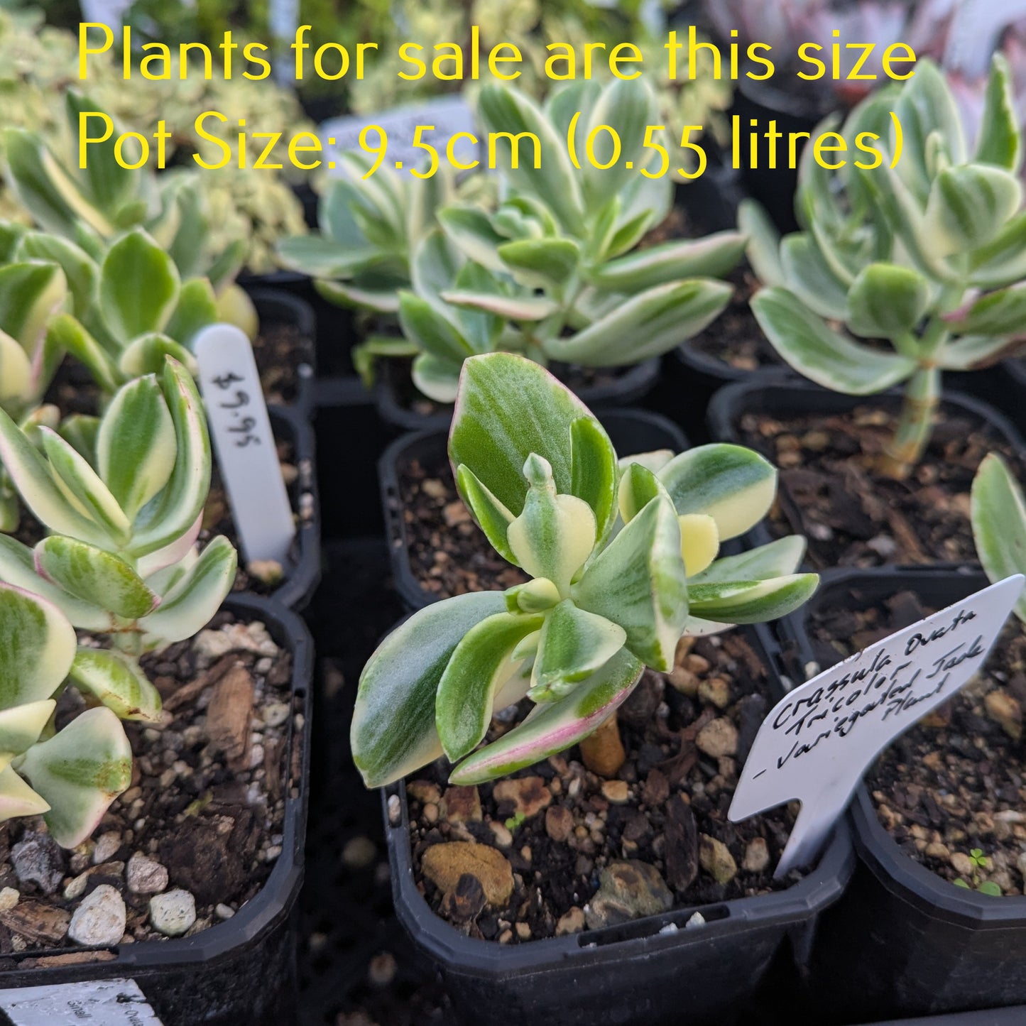 Crassula Ovata Tricolor | Variegated Jade Plant