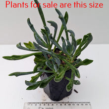 Load image into Gallery viewer, Senecio Kleiniiformis | Spear Head
