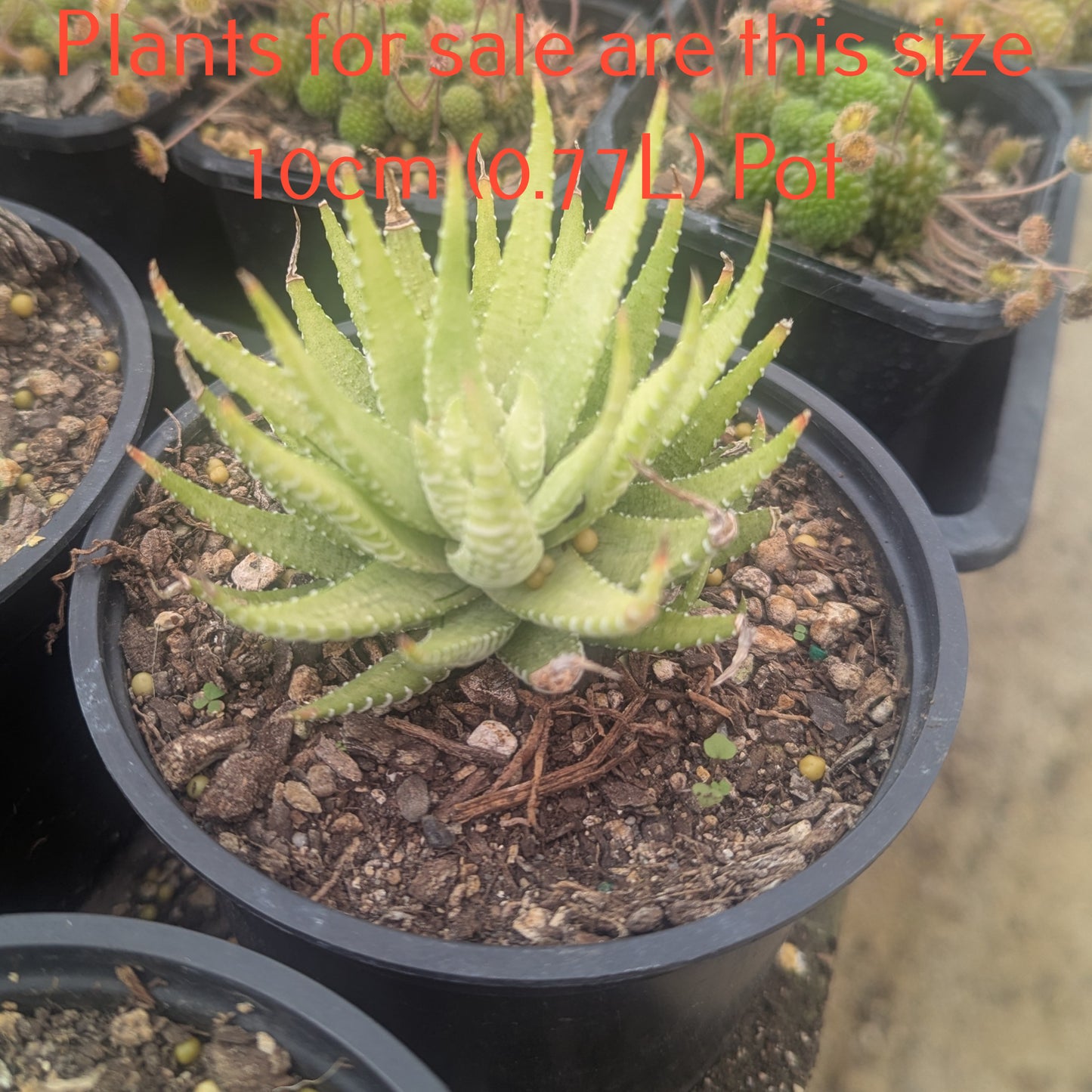 Haworthia Fasciata Variegata Verda