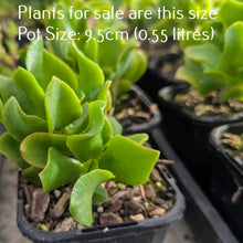 Load image into Gallery viewer, Crassula Arborescens Undulatifolia | Ripple Jade
