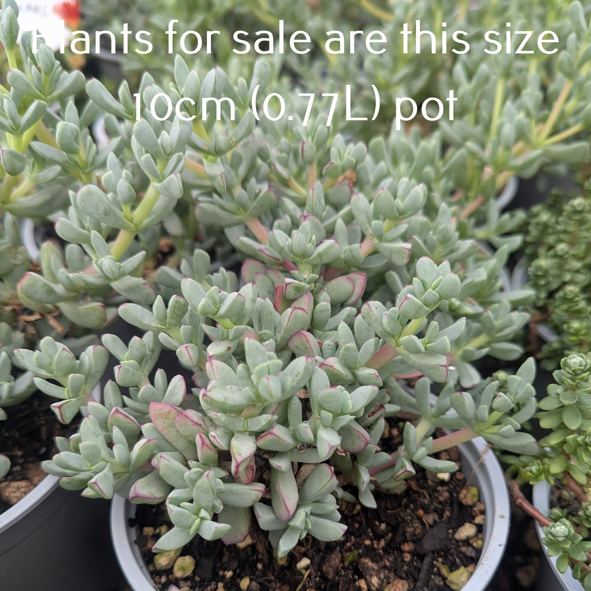 pink vygie succulent Lampranthus Blandus