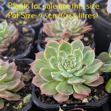 Load image into Gallery viewer, Echeveria Secuda var Byurnesii f. Variegata
