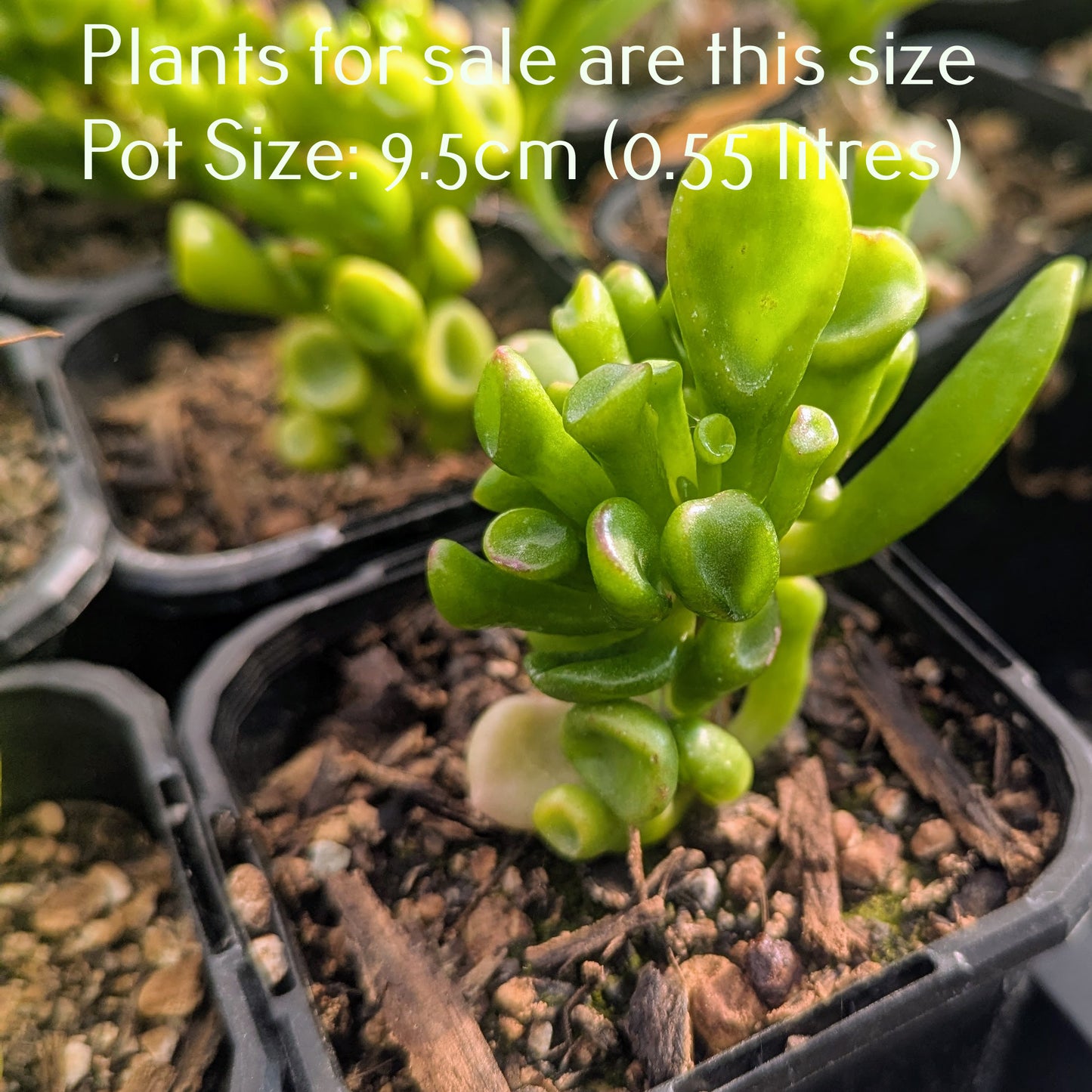 Crassula Ovata Gollum