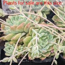 Load image into Gallery viewer, Echeveria Prolifica
