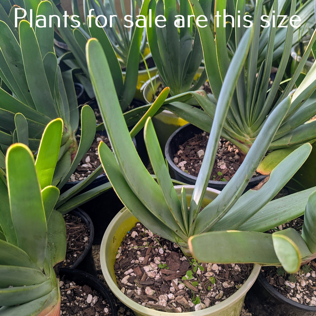 Aloe Plicatilis | Fan Aloe