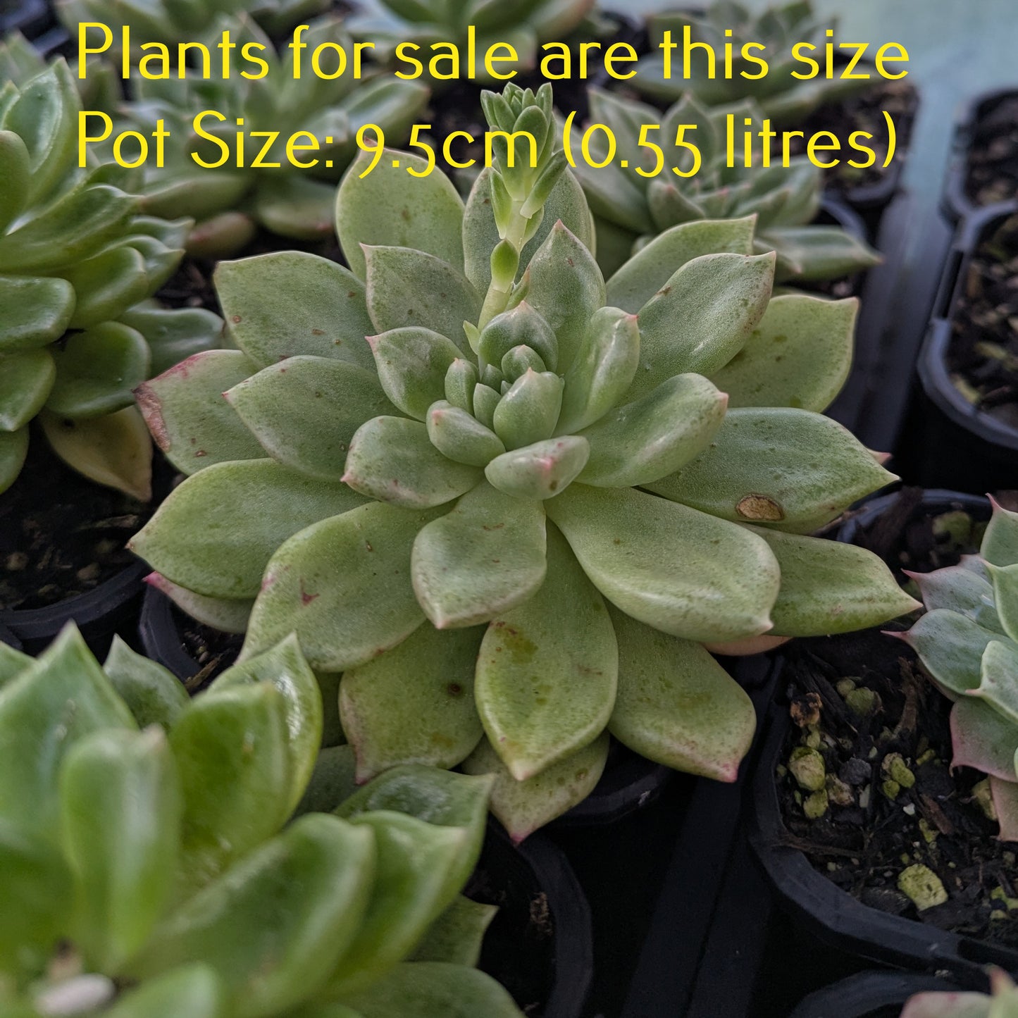 Echeveria Wheat Straw Queen