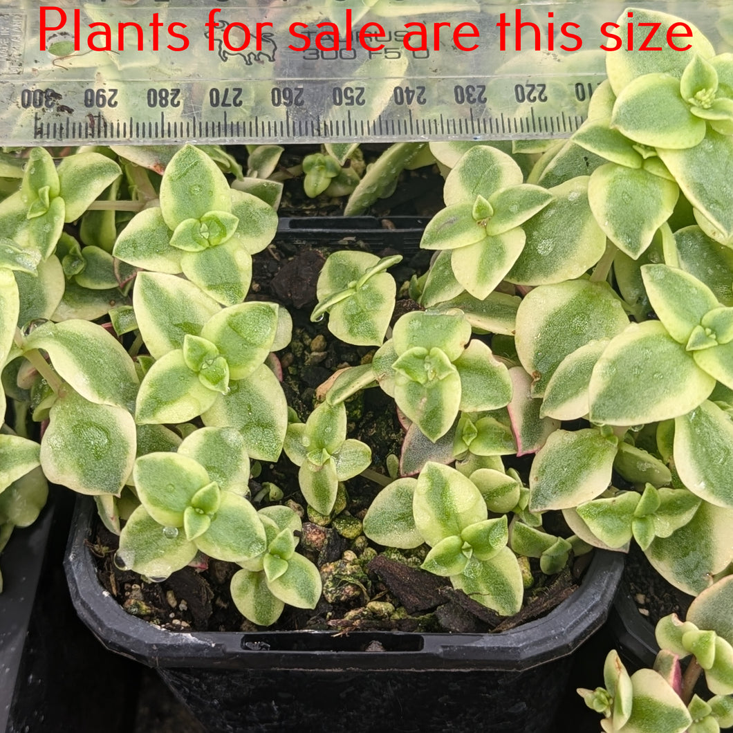 Crassula Pellucida variegata | Calico Kitten no