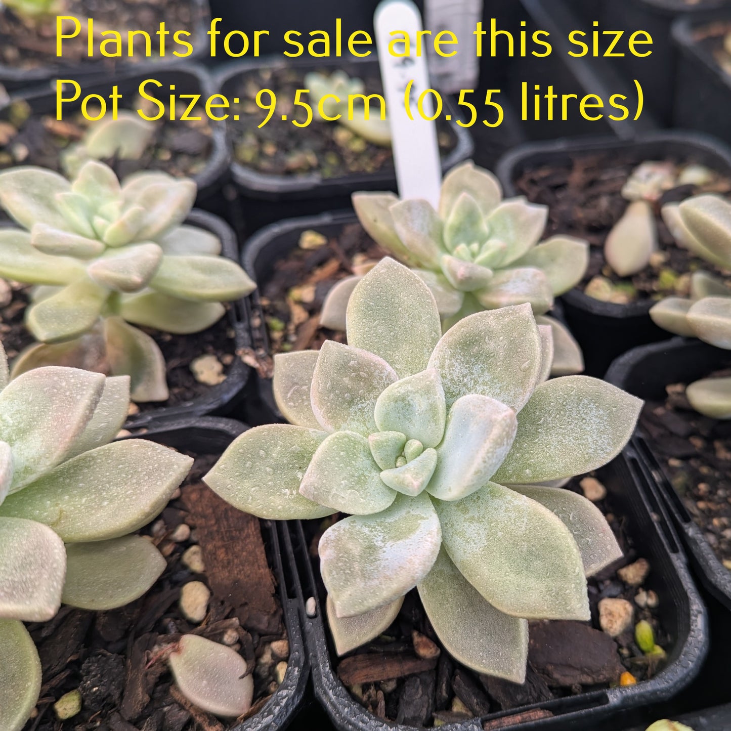 Graptoveria Tibutans | Porcelain Plant