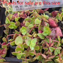 Load image into Gallery viewer, Crassula Pellucida subsp. Marginalis F. Rubra
