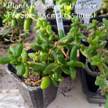 Load image into Gallery viewer, Delosperma Echinatum | Pickle Plant
