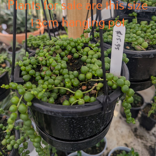 Senecio Rowleyanus | String of Pearls