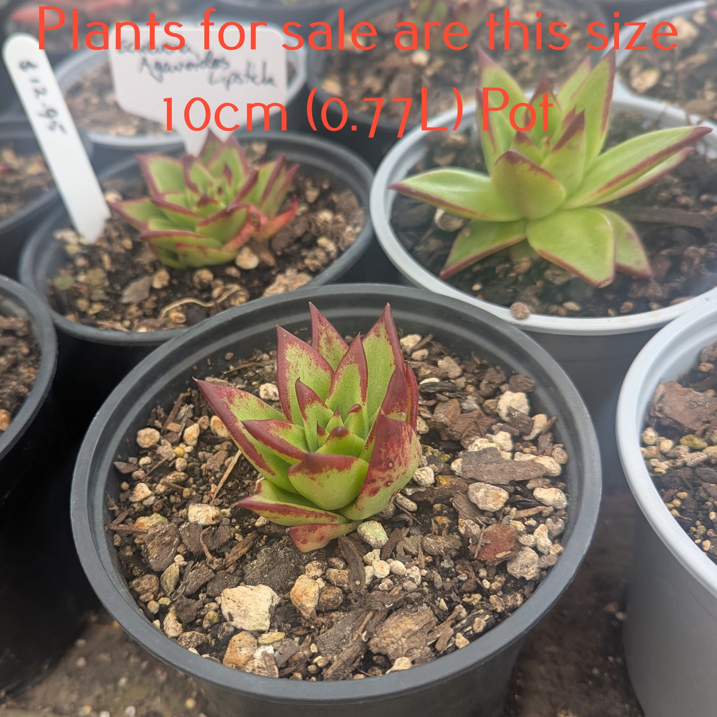 Echeveria Agavoides Lipstick