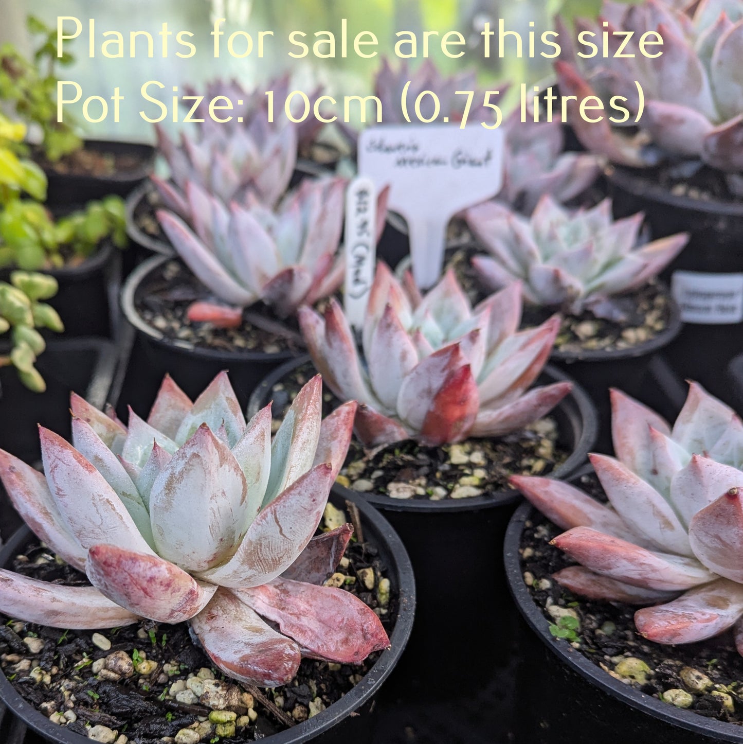 Echeveria Colorata | Mexican Giant