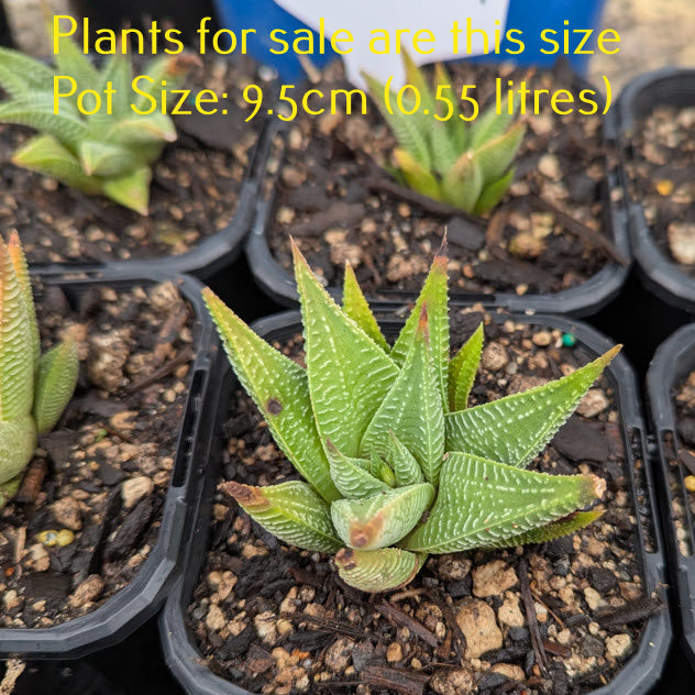 Haworthia Limifolia | Fairy Washboard