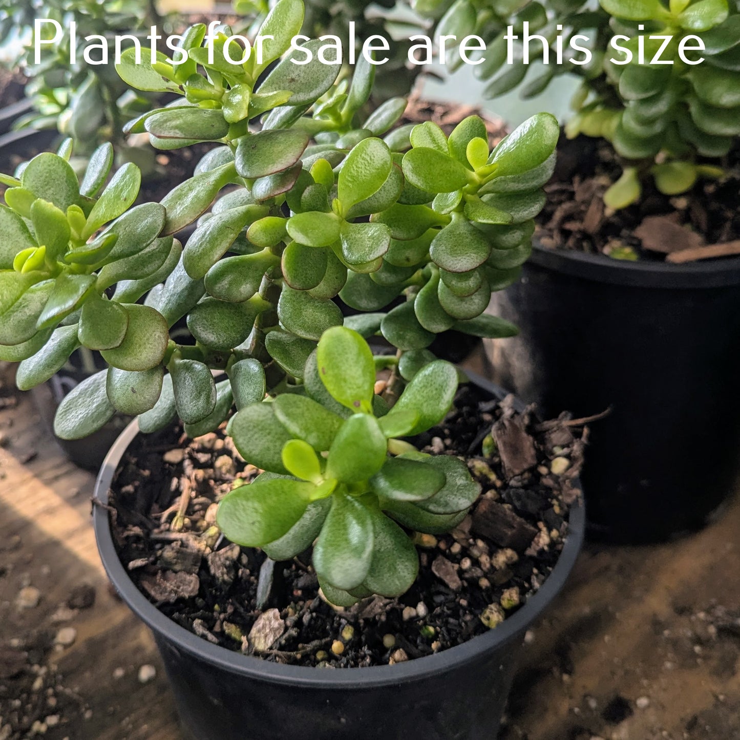 Crassula Ovata Botany Bay