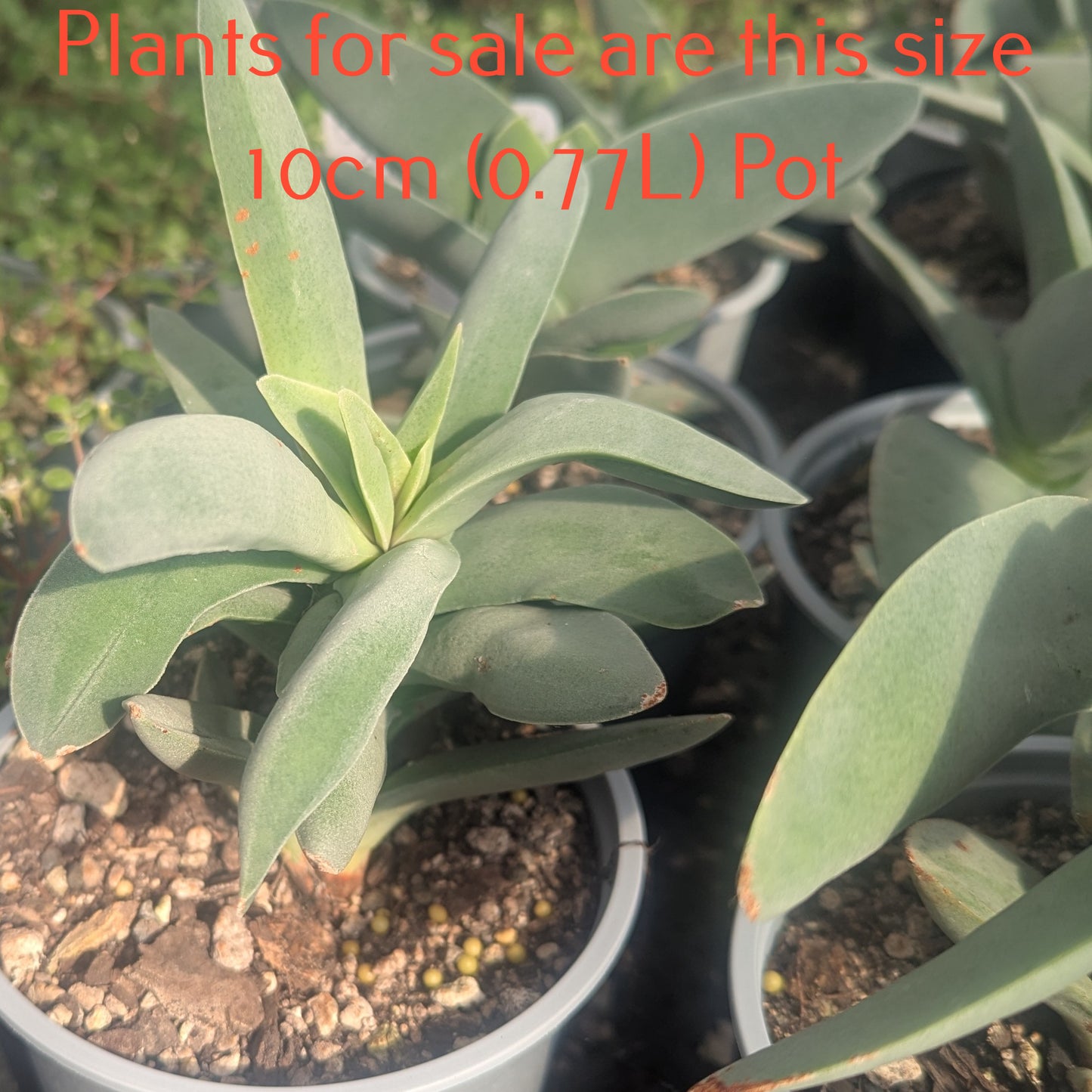 Crassula Falcata | Propeller Plant