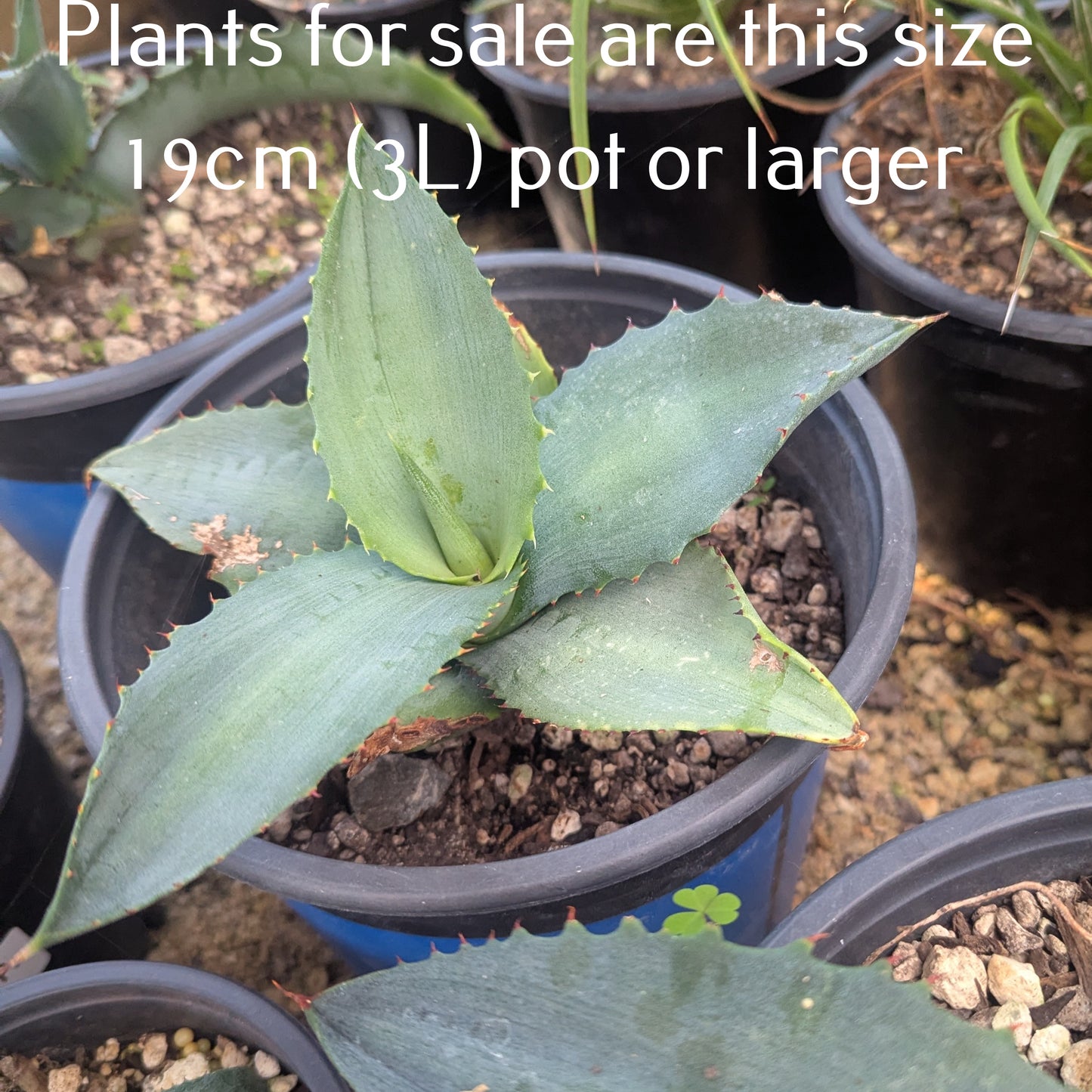 Agave Applanta | Gray Agave