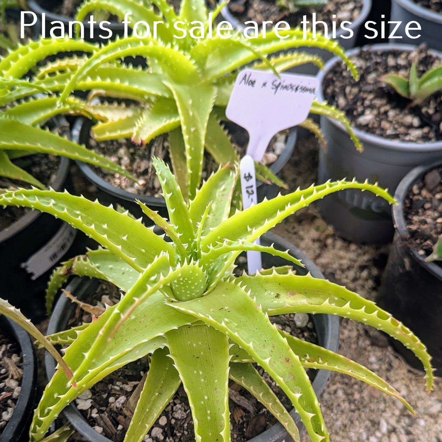 Aloe x Spinosissima