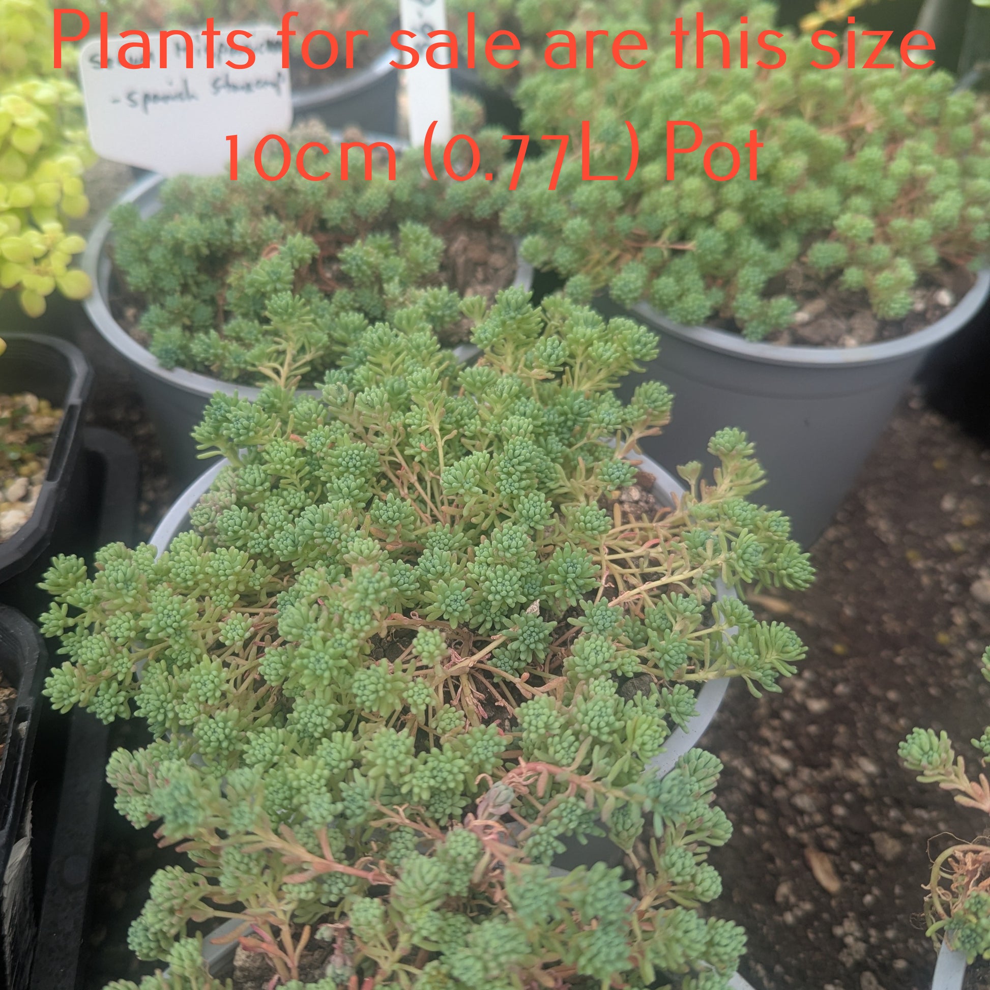 spanish stone succulent Sedum Hispanicum l Spanish Stonecrop – Succular.nz