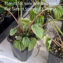 Load image into Gallery viewer, Peperomia Caperata | Moonlight
