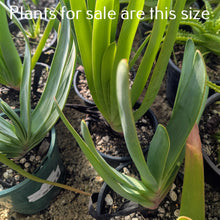 Load image into Gallery viewer, Aloe Plicatilis | Fan Aloe
