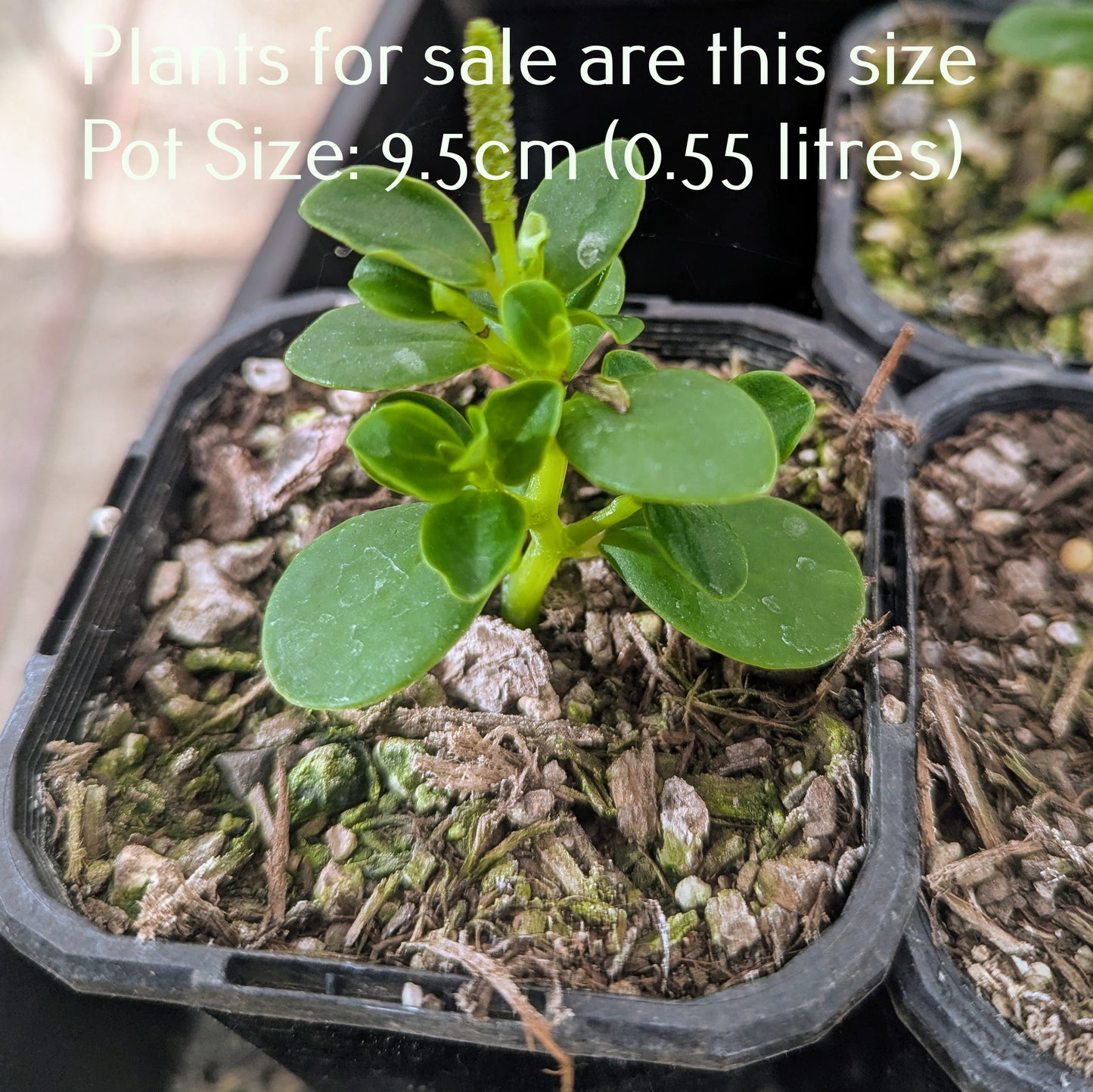 Peperomia Urvilleana