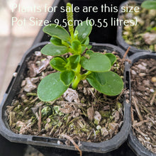 Load image into Gallery viewer, Peperomia Urvilleana
