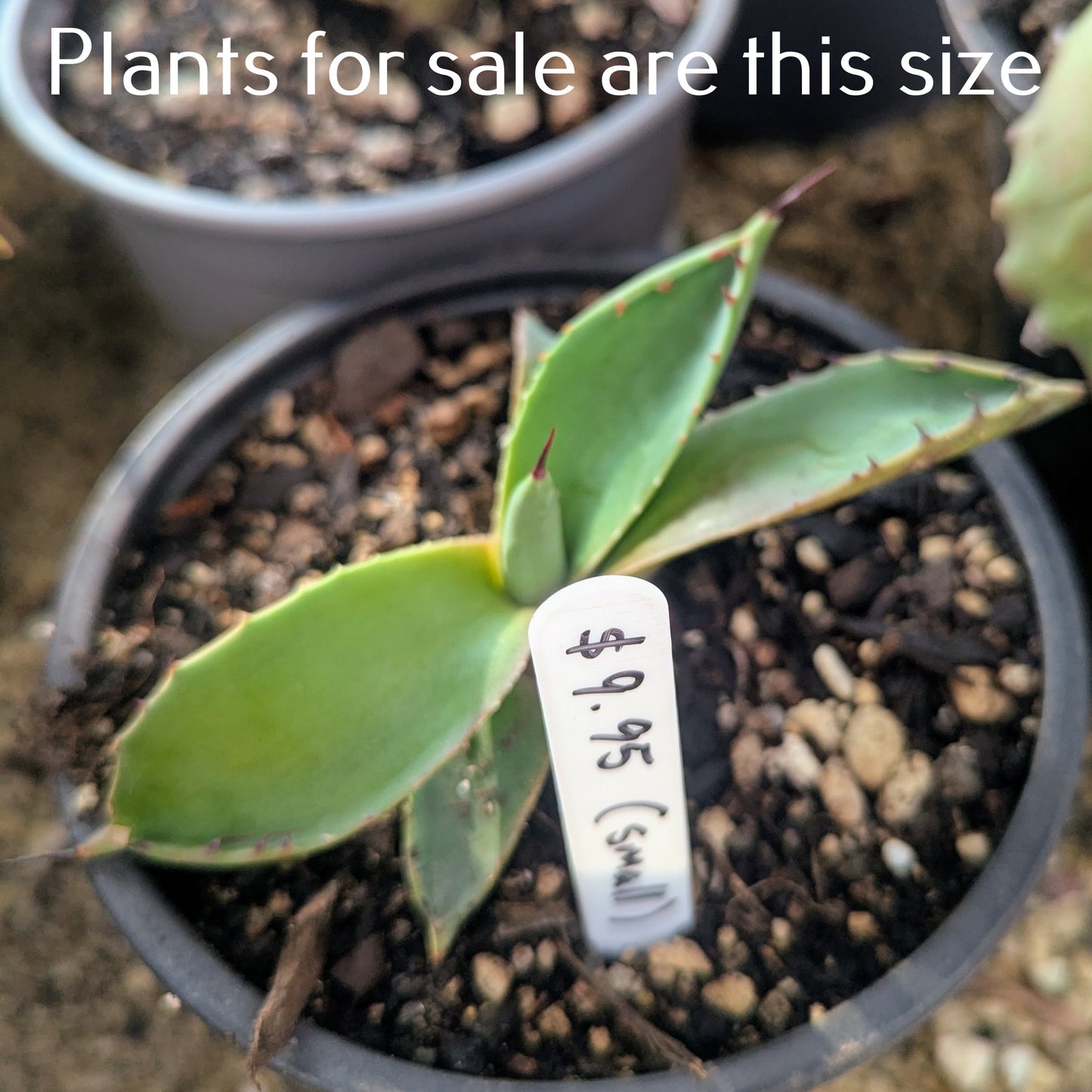 Agave Applanta | Gray Agave