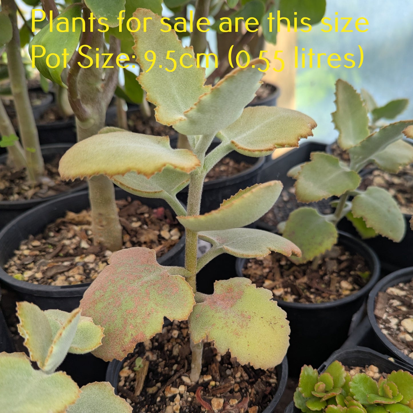 Kalanchoe Beharensis | Felt Bush