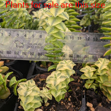 Load image into Gallery viewer, Crassula Perforata Variegata
