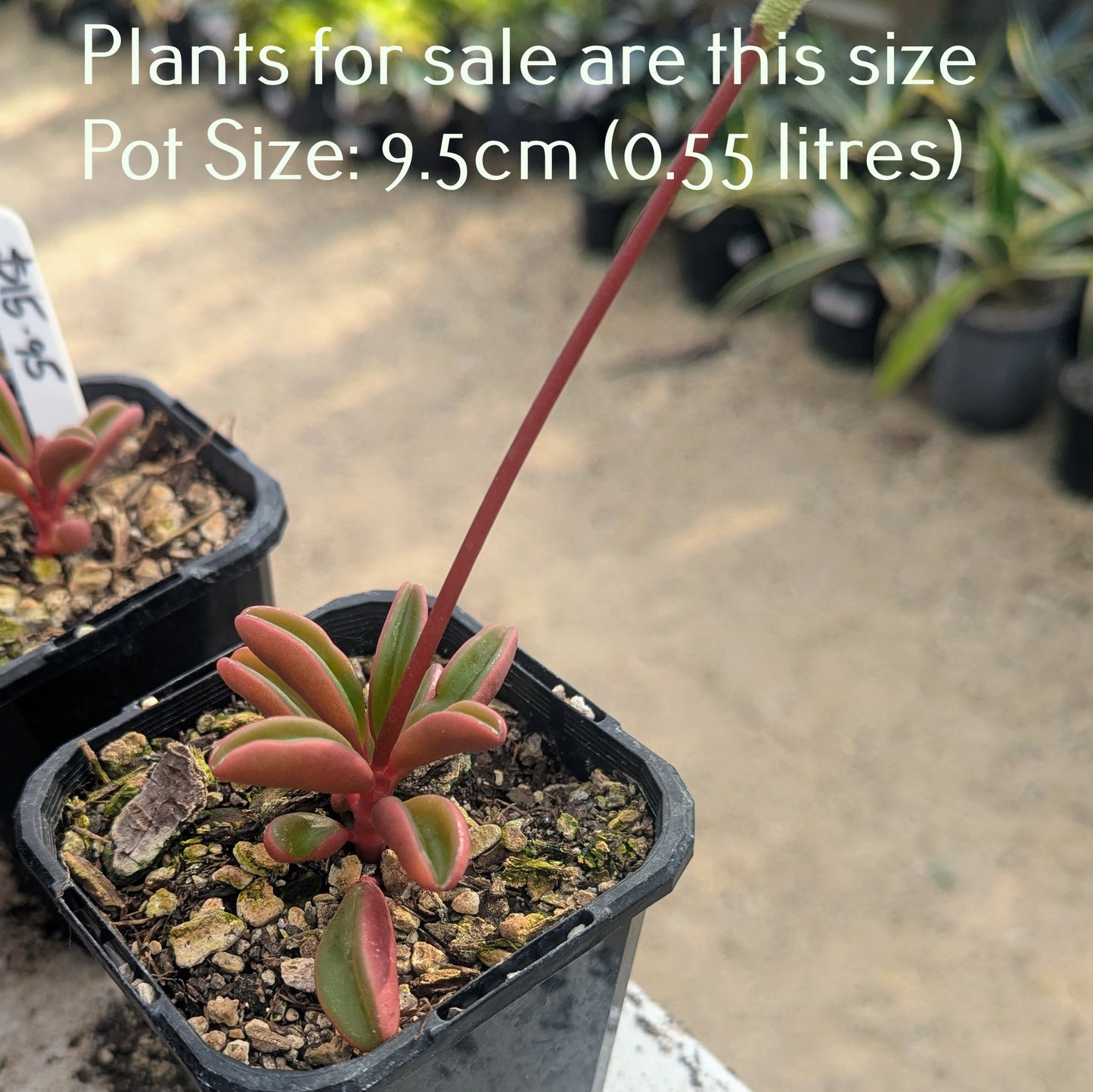 Peperomia Graveolens | Ruby Glow