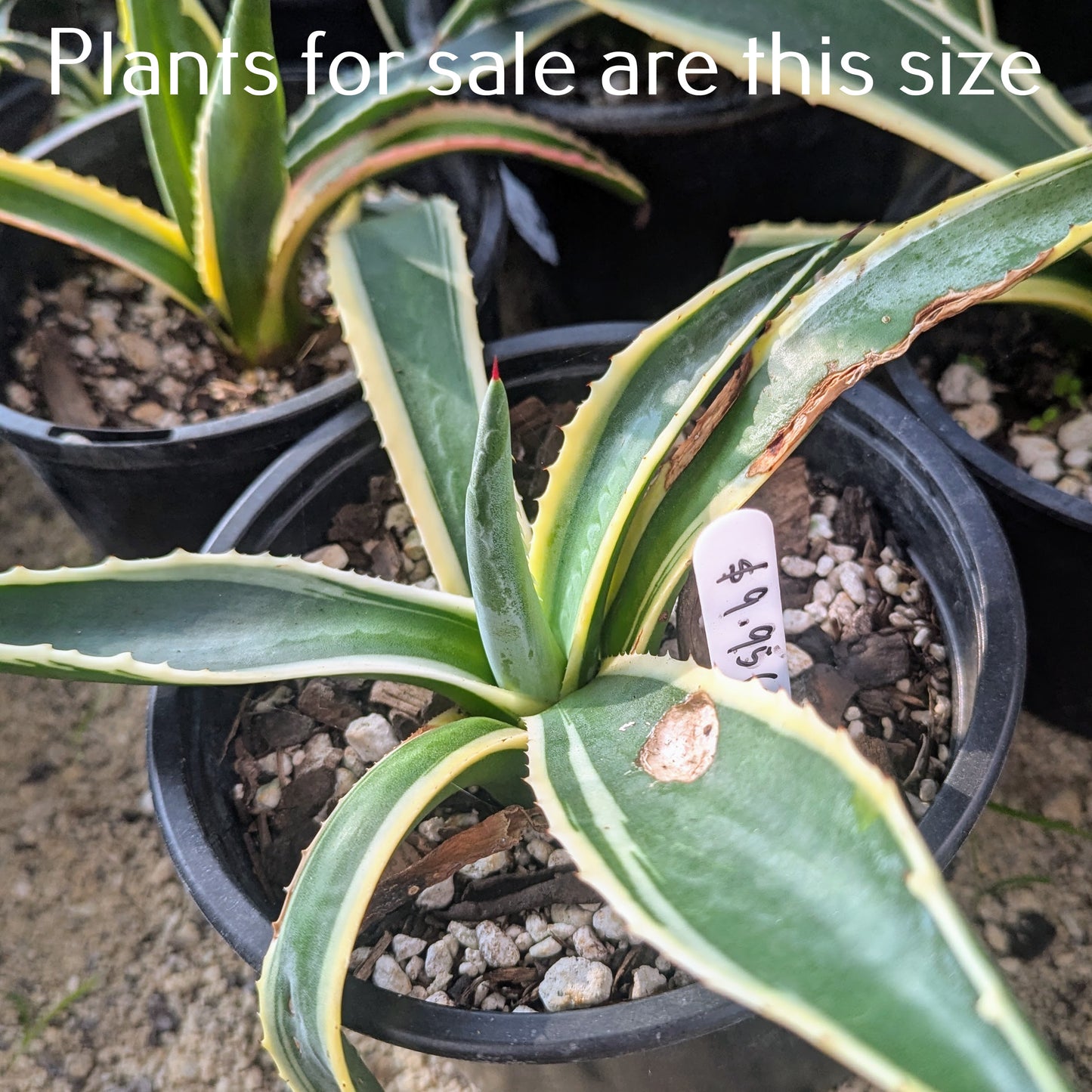 Agave Americana Marginata | Variegated Century Plant