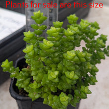 Load image into Gallery viewer, Crassula Brevifolia
