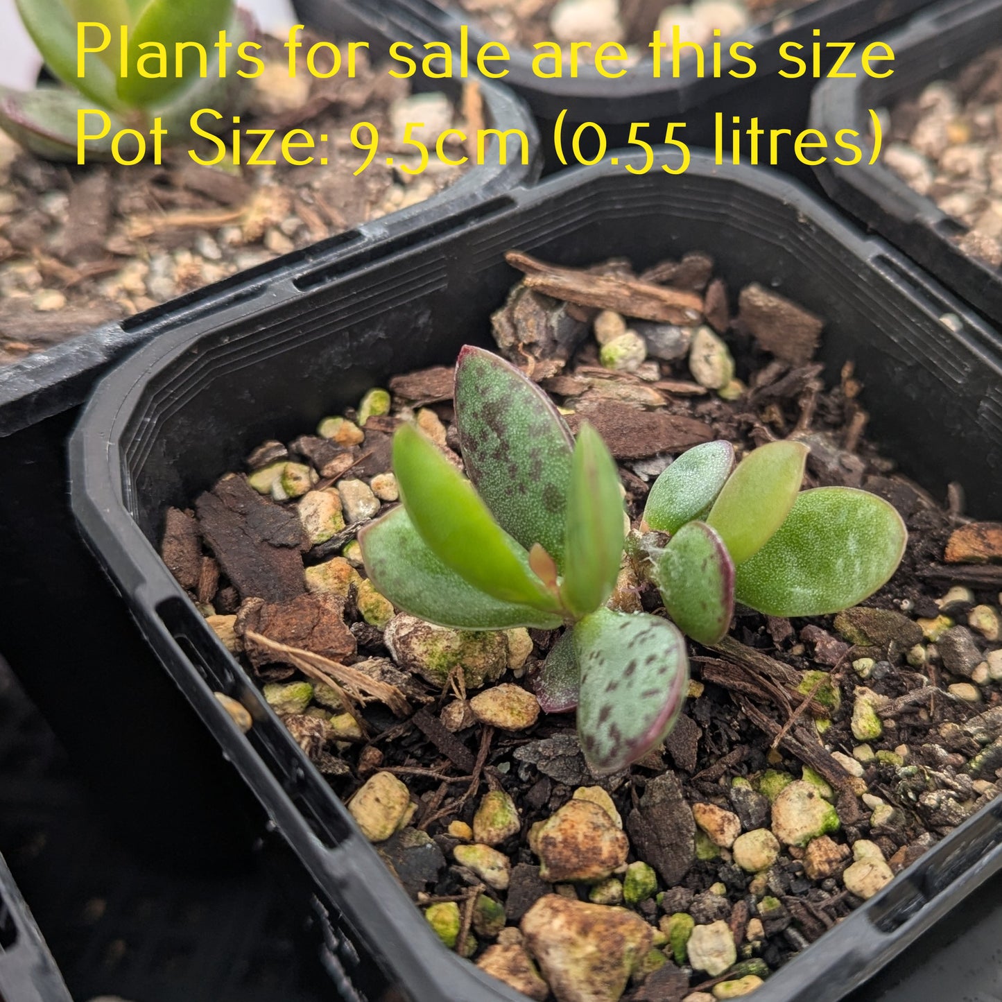 Adromischus Malculatus Mosselbaai | Mossel Bay