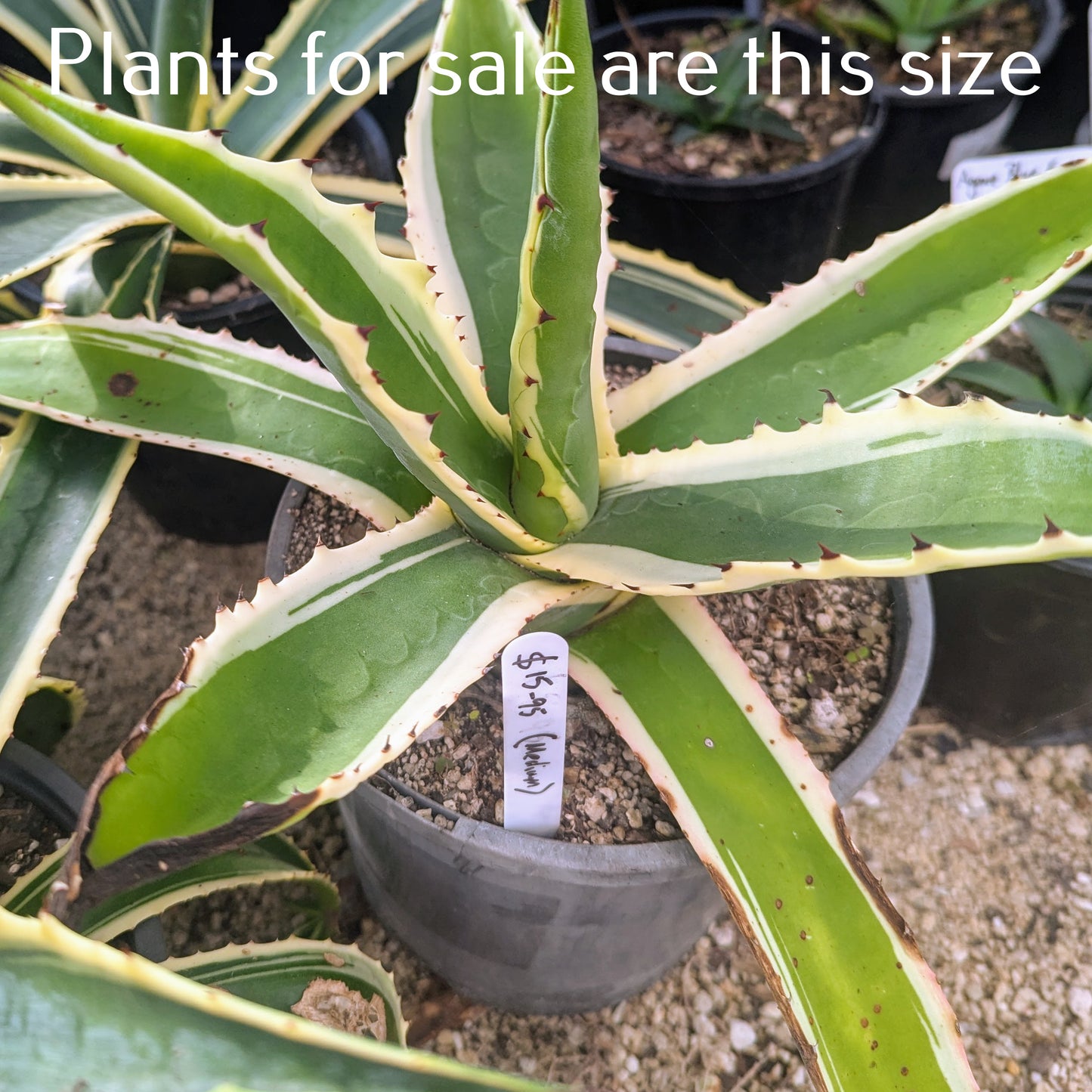 Agave Americana Marginata | Variegated Century Plant