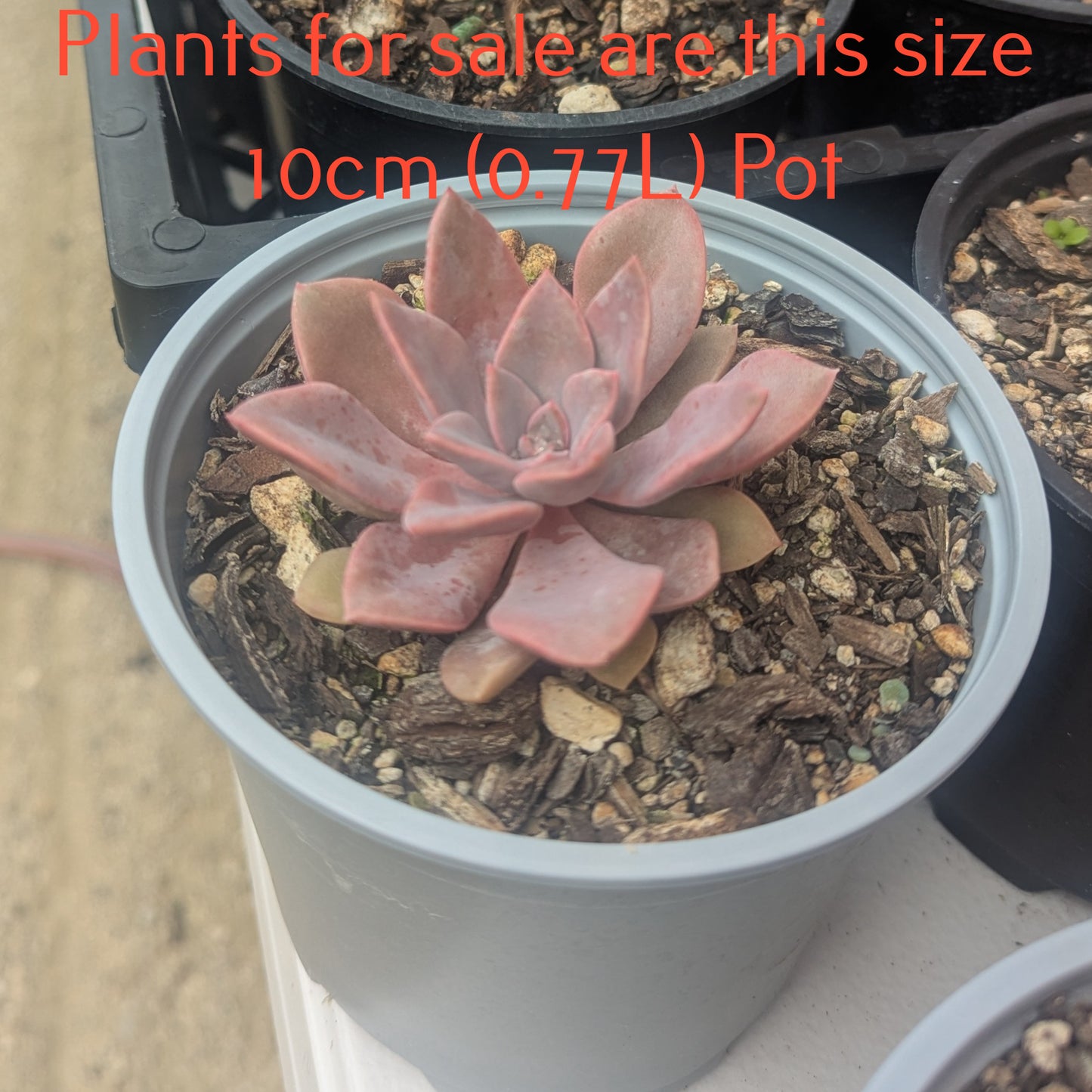 Graptoveria Debbie