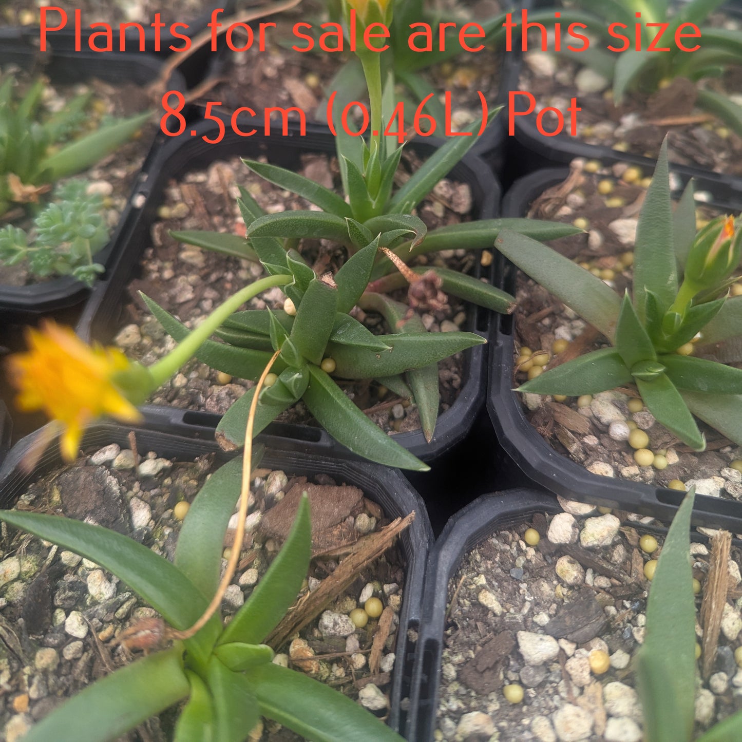 Bergeranthus Multiceps