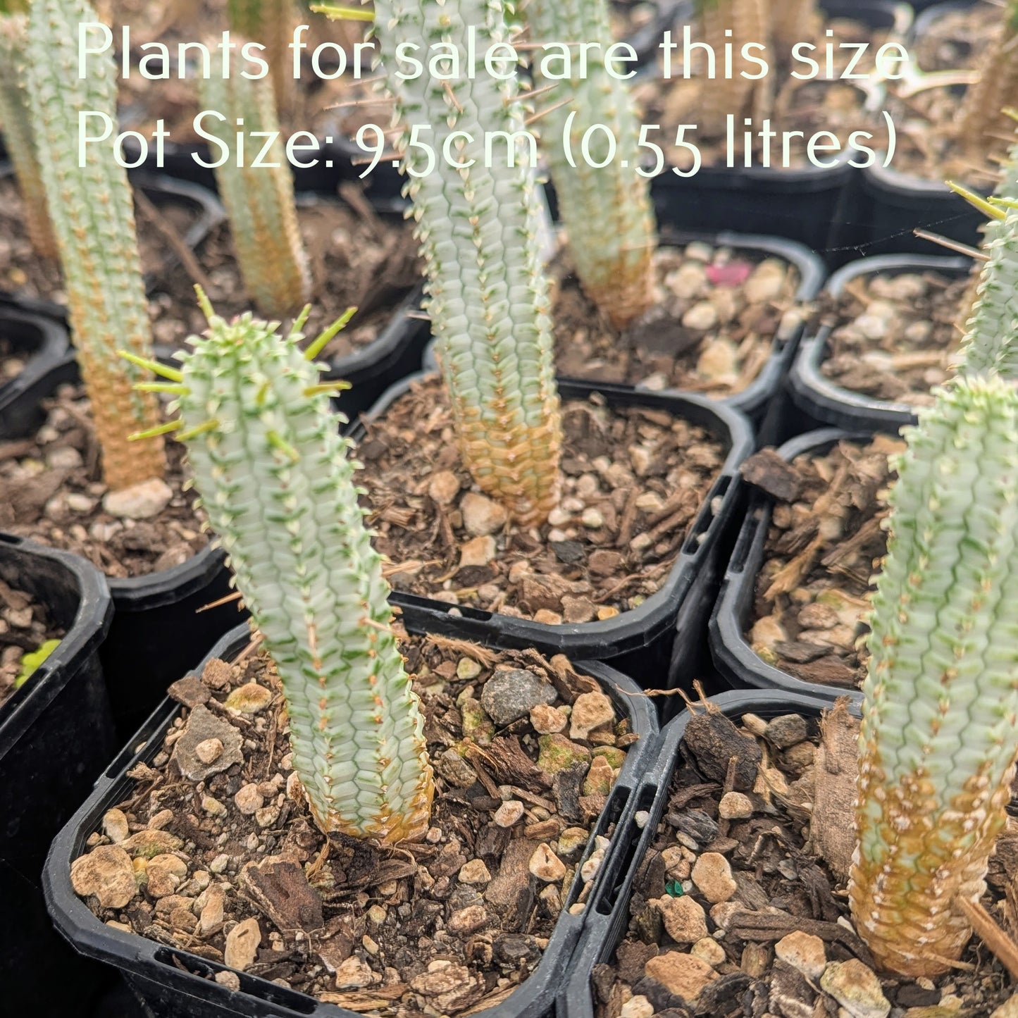 Euphorbia Mammillaris Variegata Corn Cob Cactus