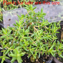 Load image into Gallery viewer, Crassula Biplanata
