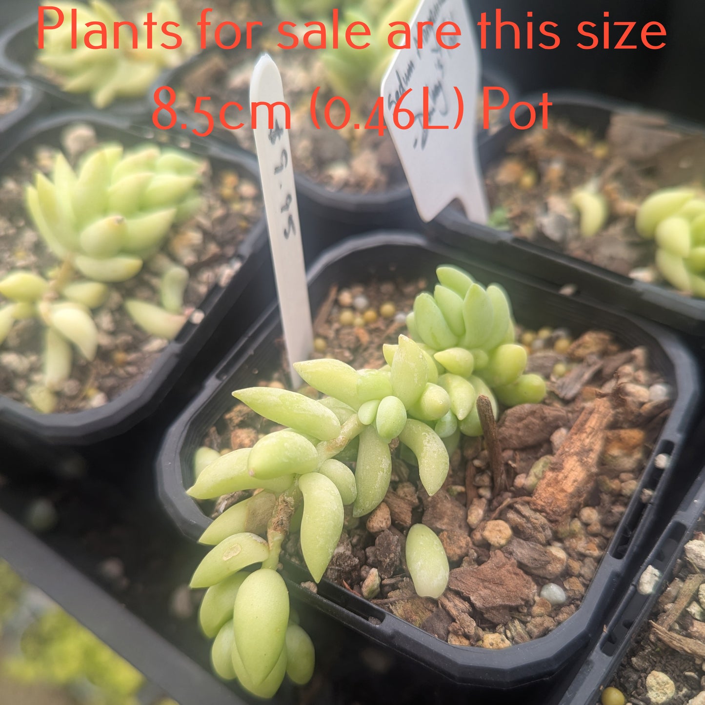 Sedum Morganianum | Donkey's Tail