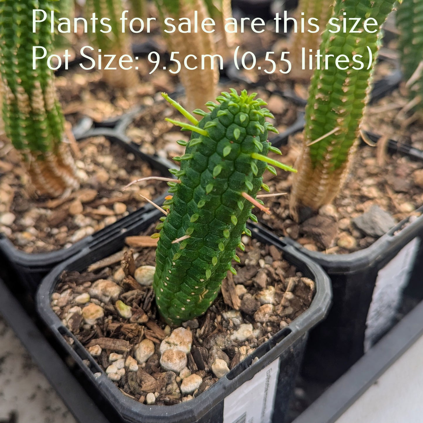 Euphorbia mammillaris - Indian Corn Cob