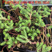 Load image into Gallery viewer, Crassula Lycopodioides | Princess Pine
