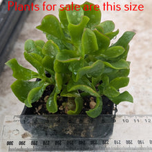 Load image into Gallery viewer, Crassula Arborescens Undulatifolia | Ripple Jade
