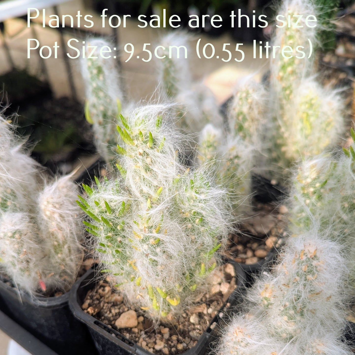 Austrocylindropuntia Vestita | Old Man Opuntia