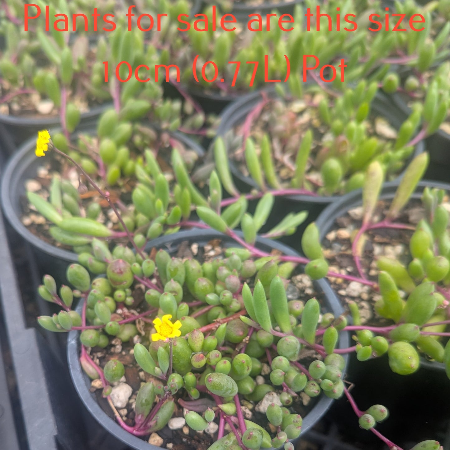 Othonna Capensis | Ruby Necklace