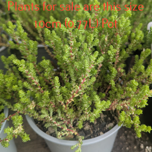 Sedum Moranense | Red Stonecrop