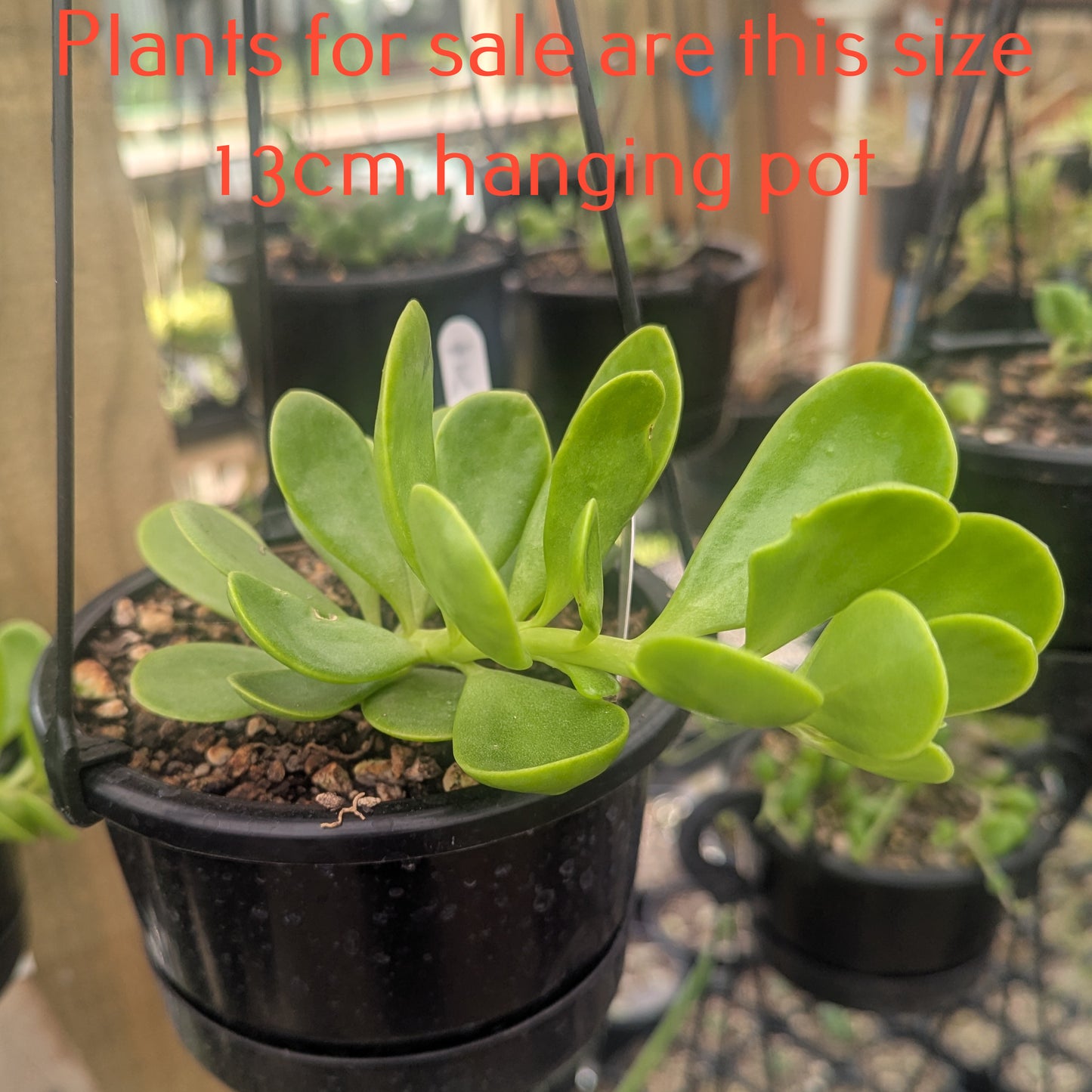 Senecio Jacobsenii | Trailing Jade