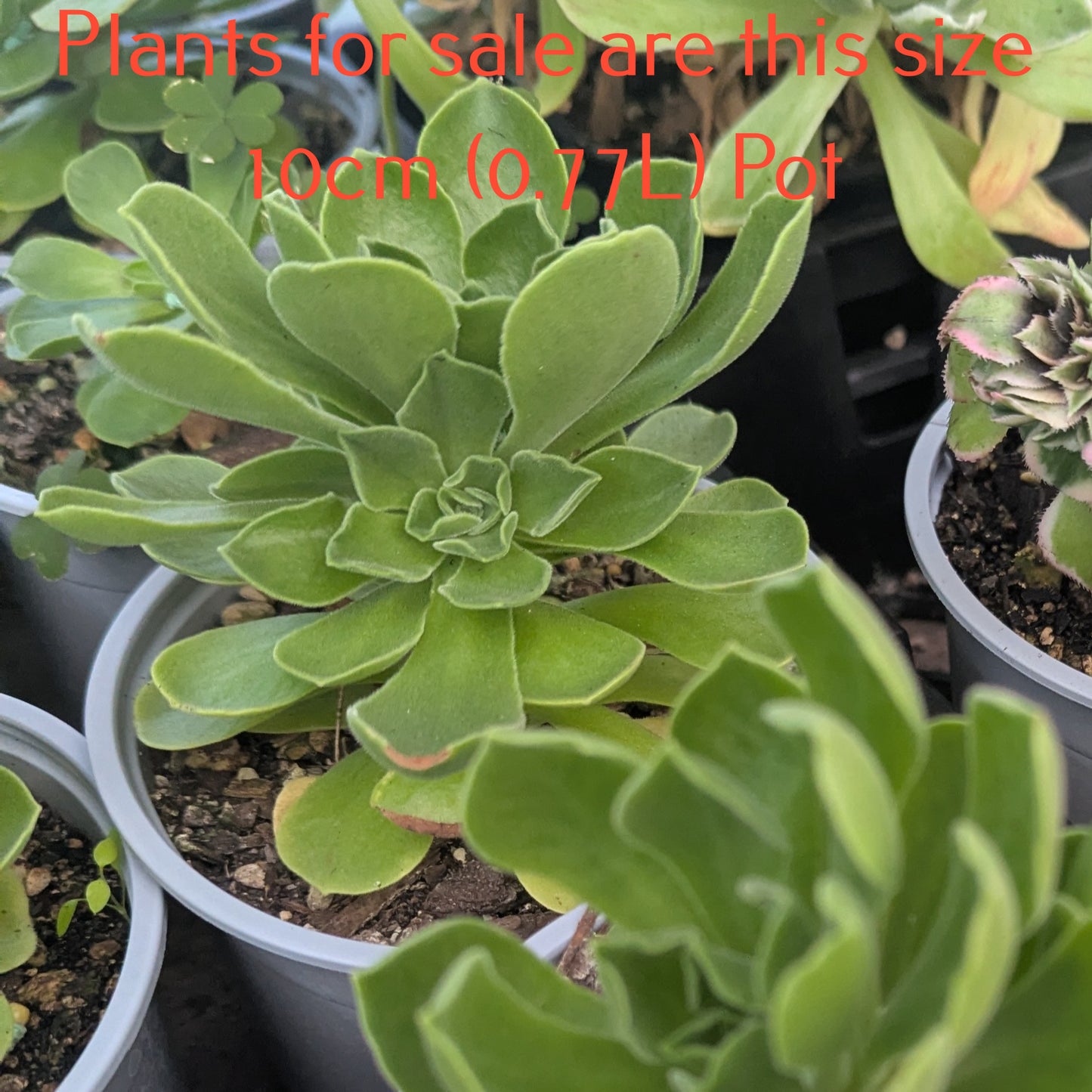 Aeonium Ballerina Reversion