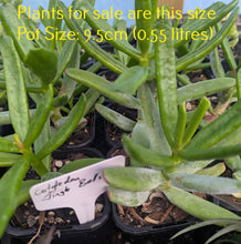 Load image into Gallery viewer, Cotyledon Jingle Bells
