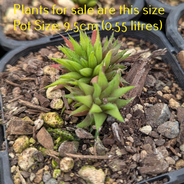 Haworthia Augustifolia